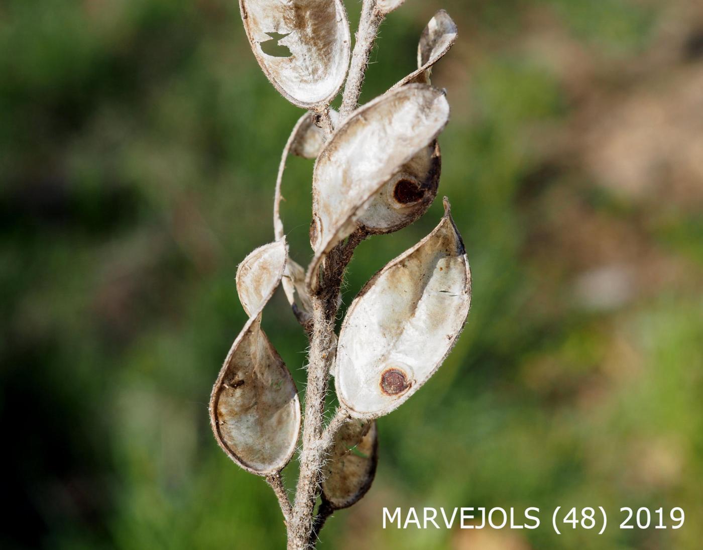 Fibigia fruit